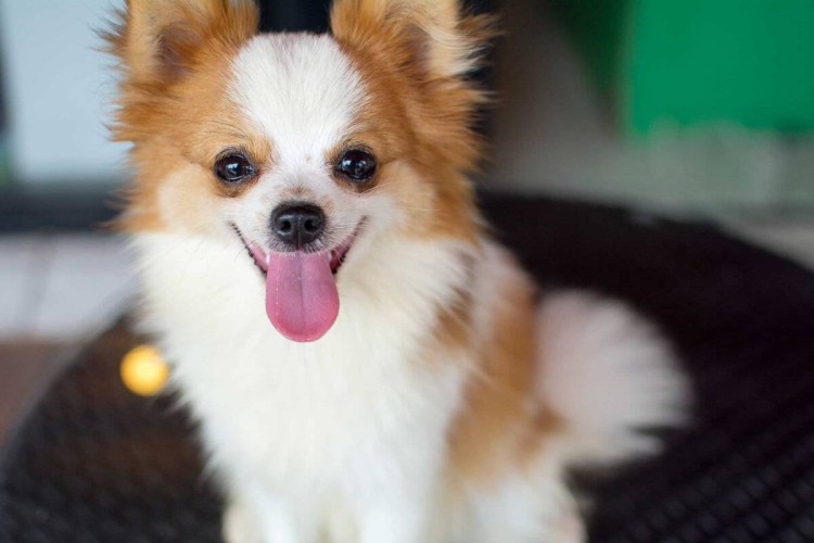 Шпиц и чихуахуа