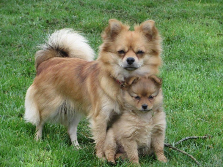 Порода собак чихуахуа