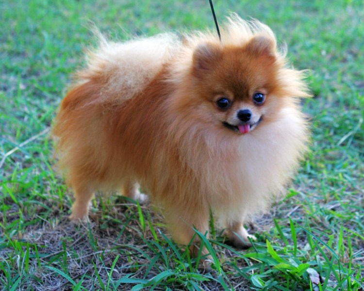 Померанский шпиц Браун