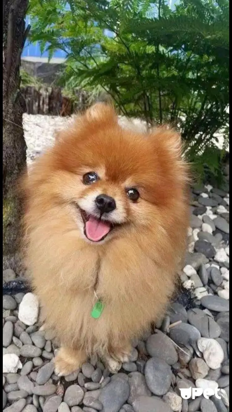 Померанский шпиц корейский