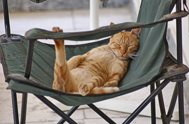 Котик отдыхает