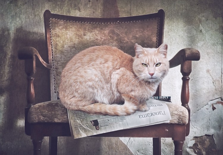 Кот на стуле