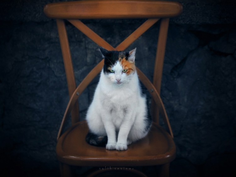 White Cat on Chair Wallpaper