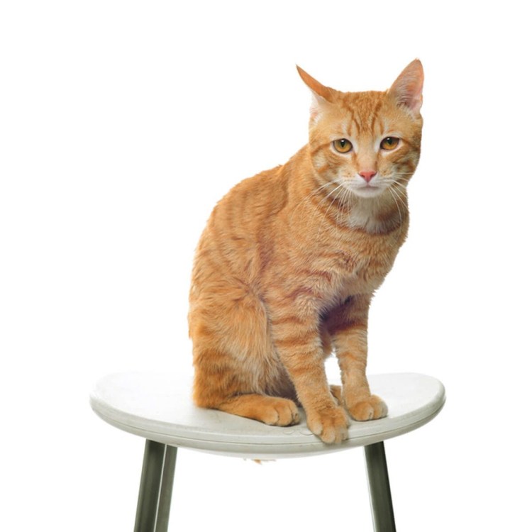 Котенок сидит на стуле