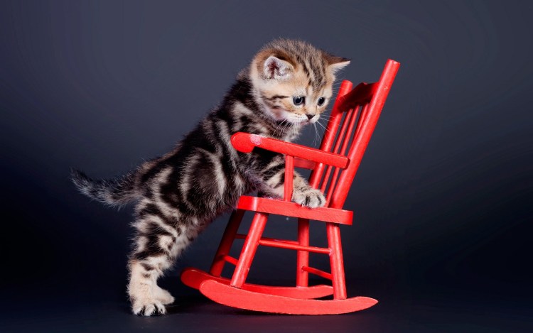 Смешные котята