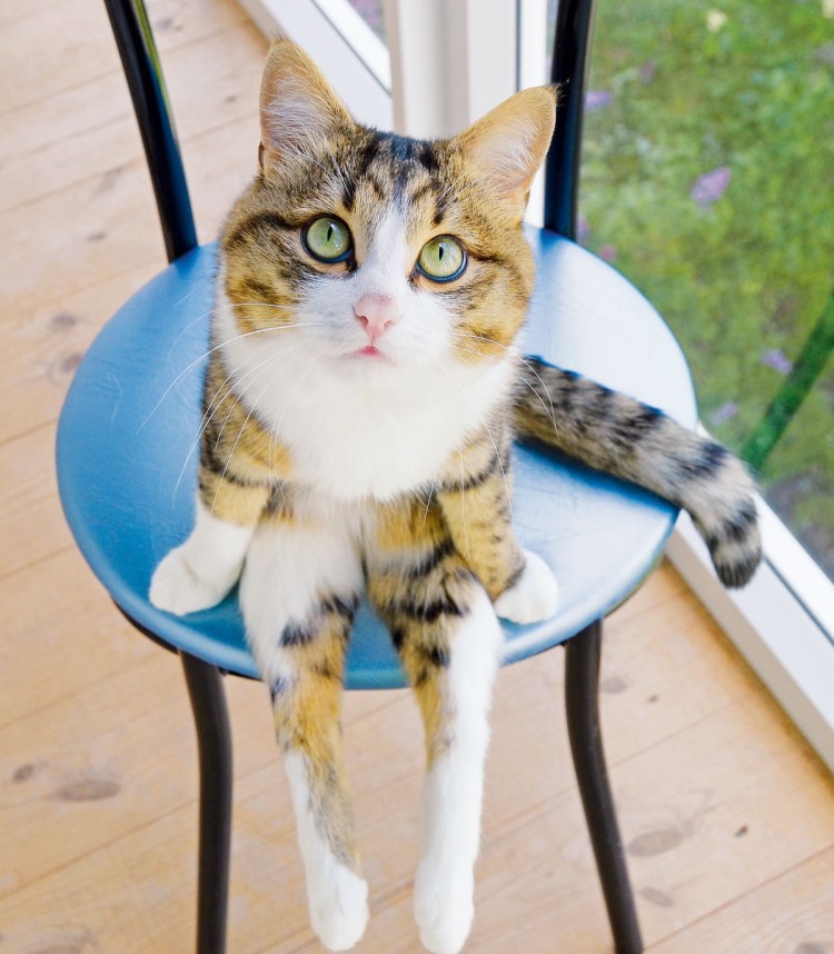 Котик сидит на стуле