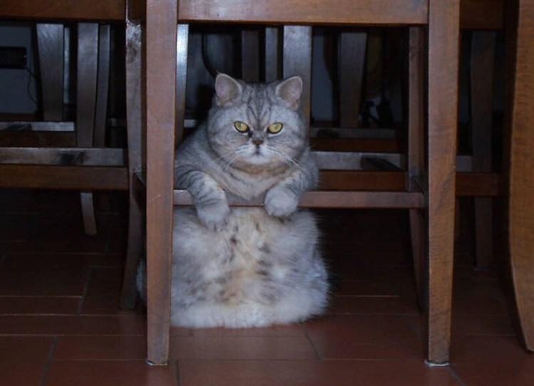 Толстый кот на стуле