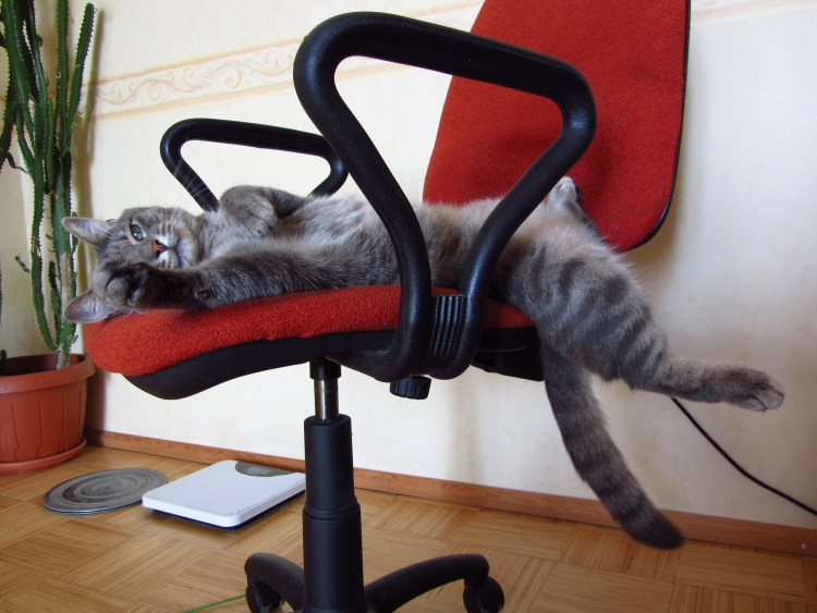 Кресло для кошки