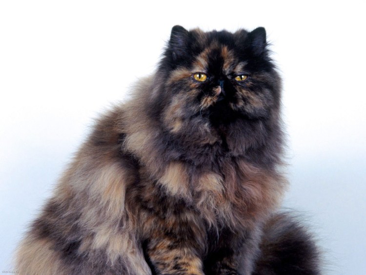 Персидская черепаховая кошка