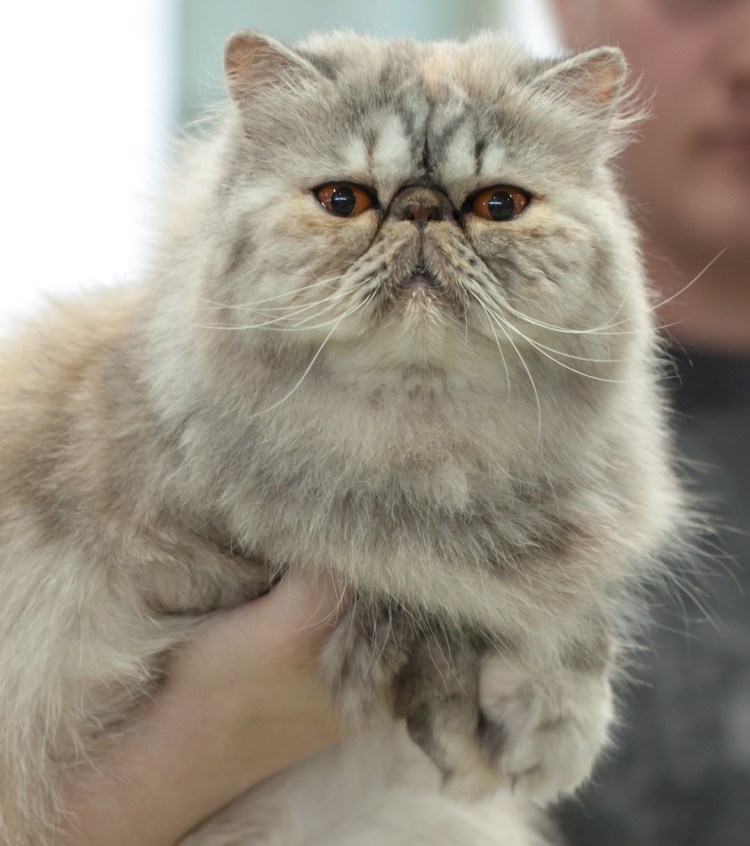 Экзот кошка черепаховая