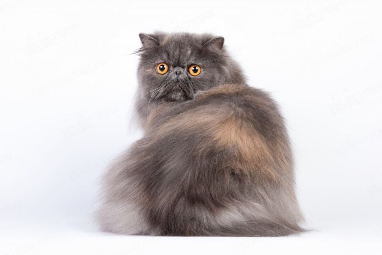Персидская кошка короткошерстная Королевская