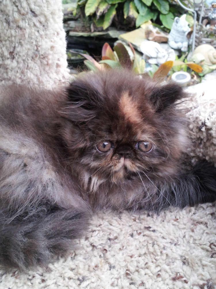 Экзот кошка черепаховая