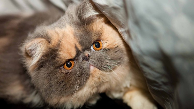 Персидская черепаховая кошка