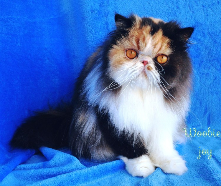 Персидская кошка Калико