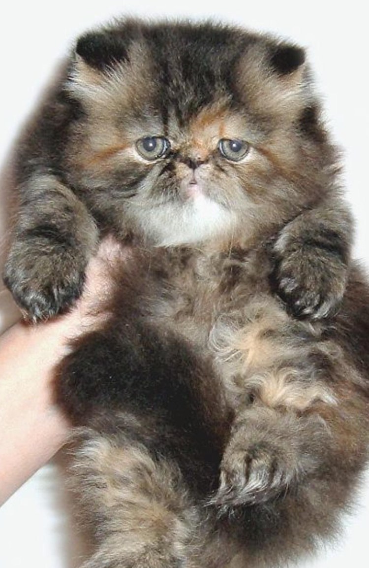 Перс экзот черепаховый окрас