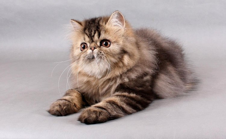 Персидская вислоухая кошка