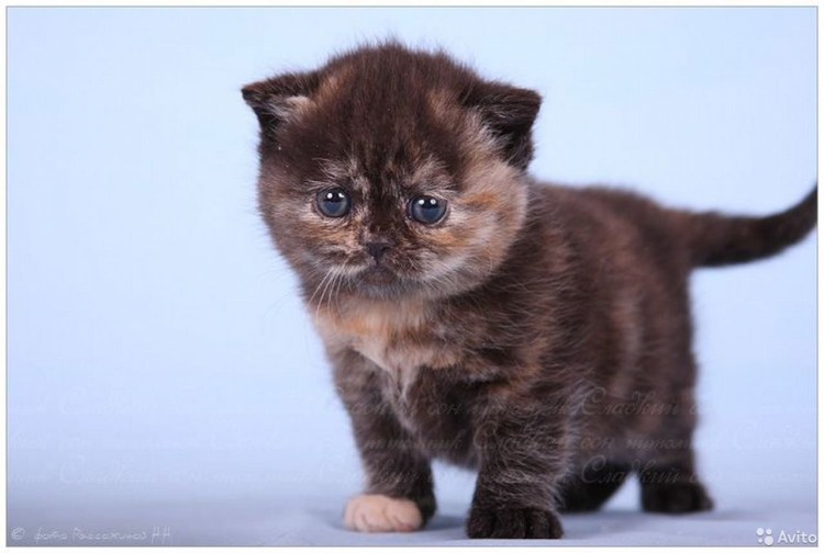 Котята черепахового окраса шотландцы пушистые
