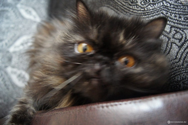 Персидская черепаховая кошка трехцветная