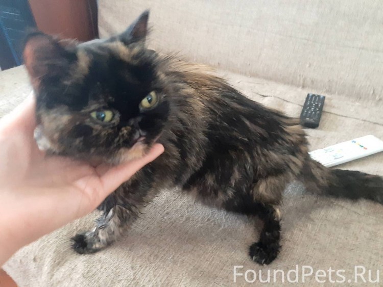 Кошечка Екатеринбург