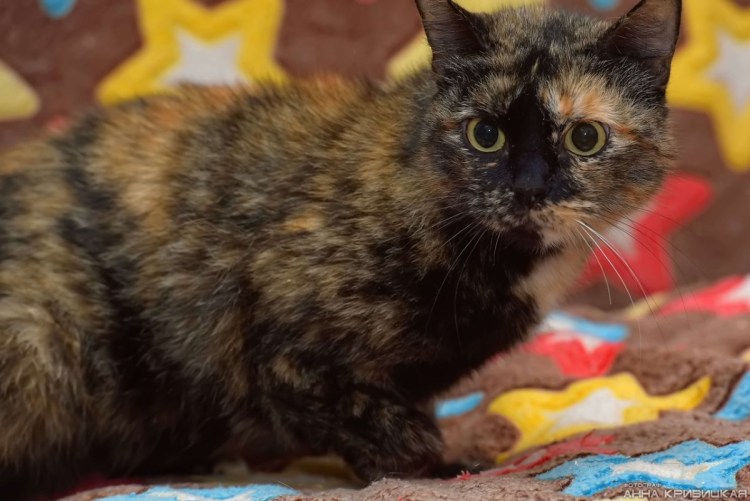 Черепаховый окрас у кошек