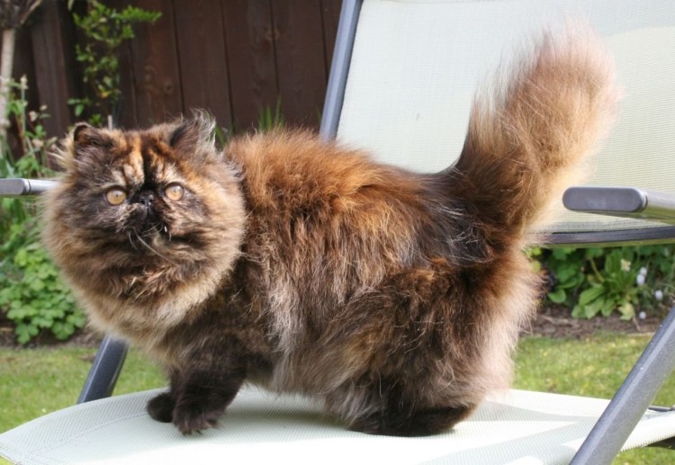 Персидская шиншилла черепахового окраса