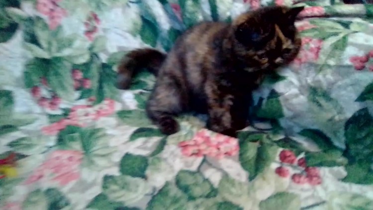 Кошки экзоты короткошерстные