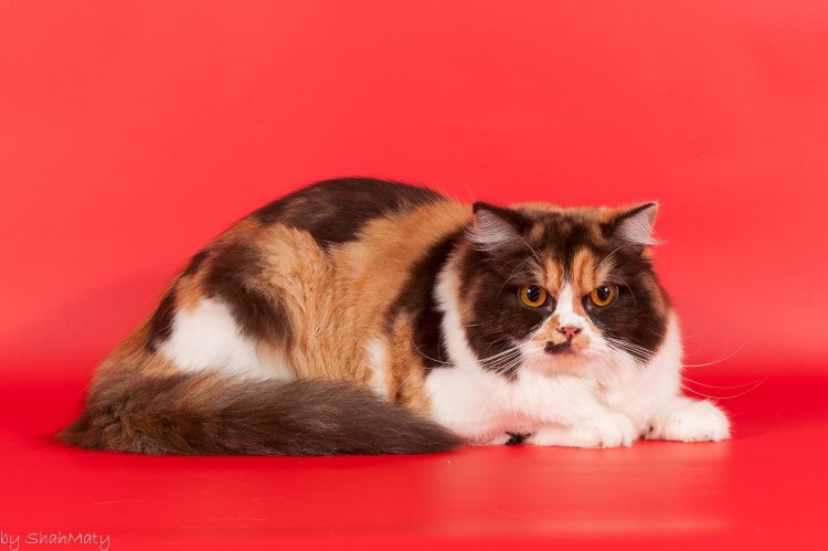 Британская длинношёрстная кошка трехцветная