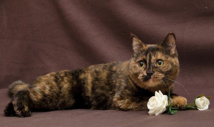 Европейская короткошерстная черепаховая