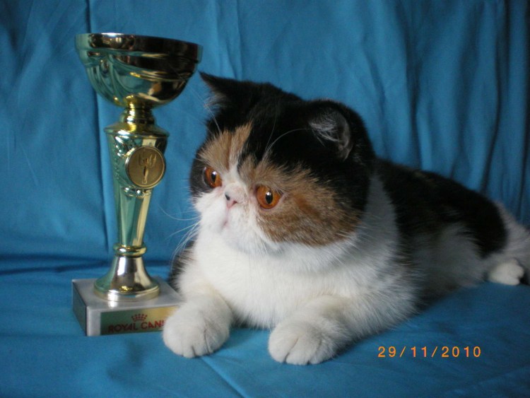 Плюшевый экзот черепаховая