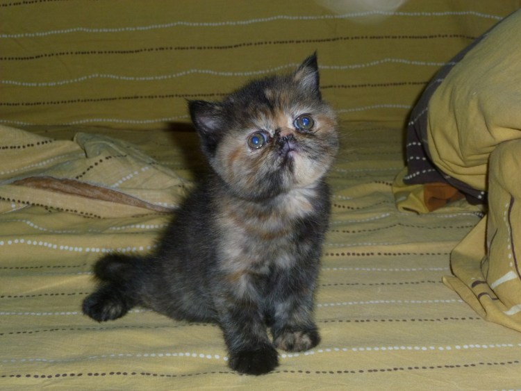 Кот экзот черепахового окраса