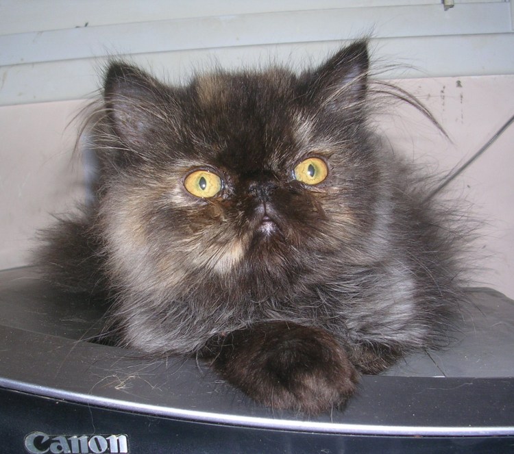 Британская черепаховая кошка