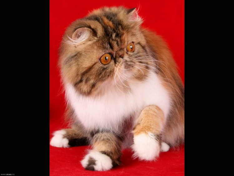 Кот экзот красный мрамор