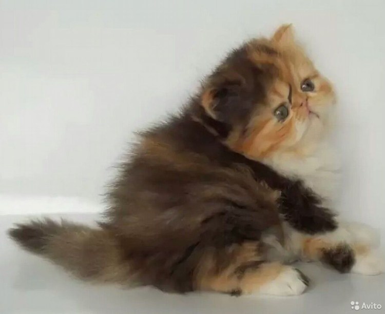 Черепаховый экзот Браун табби