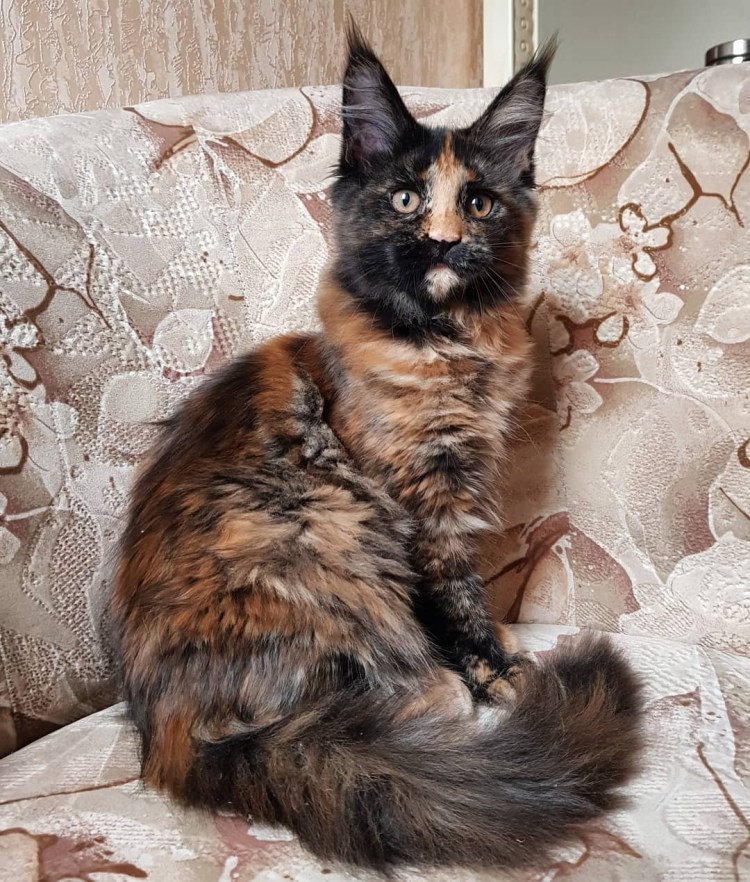 Британский черепаховый кот