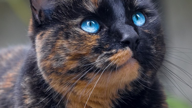 Голубая черепаховая Британская кошка