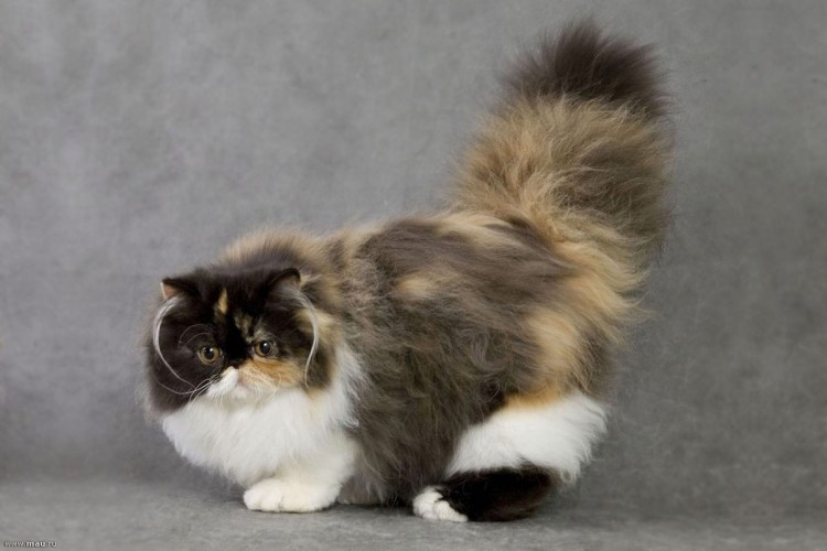 Персидская кошка