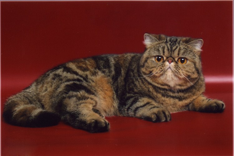 Минский питомник персидский