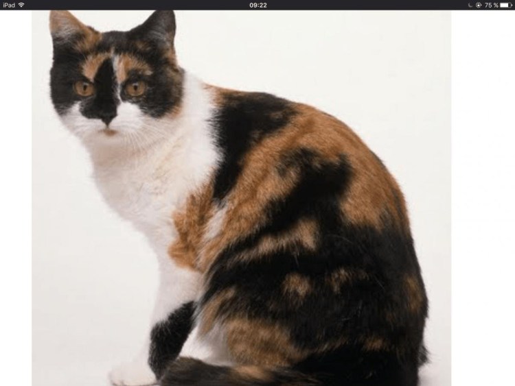 Кошка с черепаховым окрасом пух