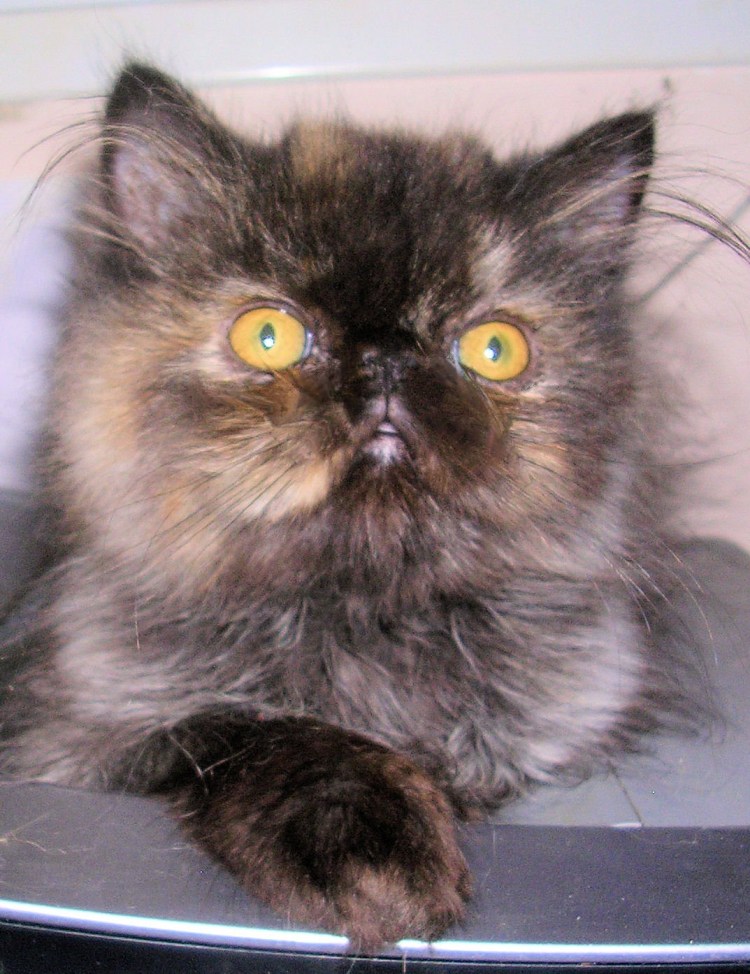 Персидская черепаховая кошка
