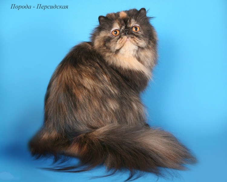 Черепаховая кошка Калико