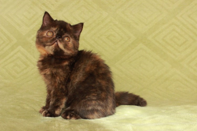 Сибирская черепаховая кошка