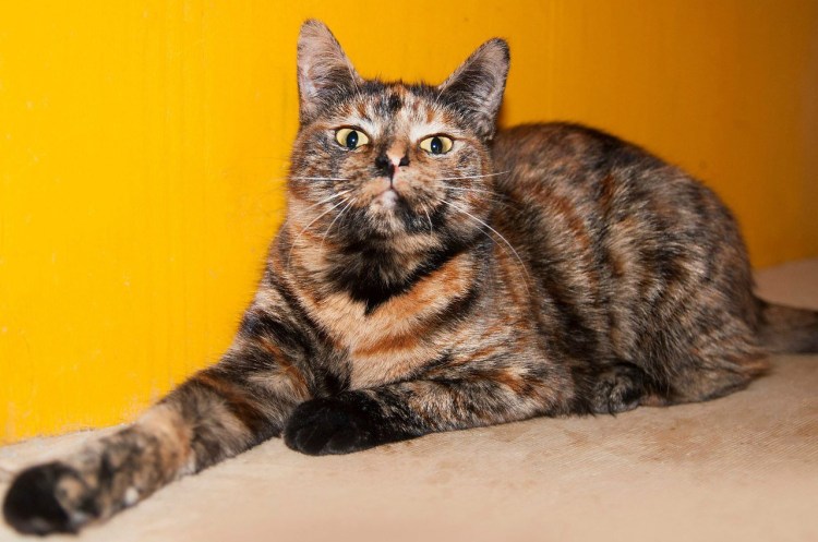 Tortoiseshell Cat порода