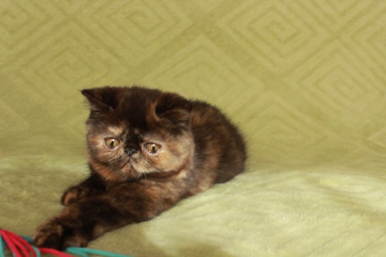 Шотландская вислоухая кошка трехцветная черепахового окраса