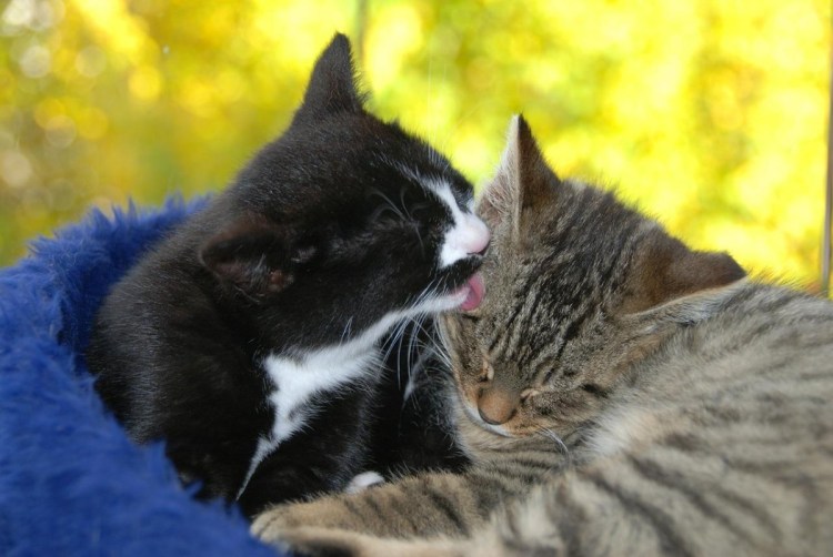 Котик обнимает