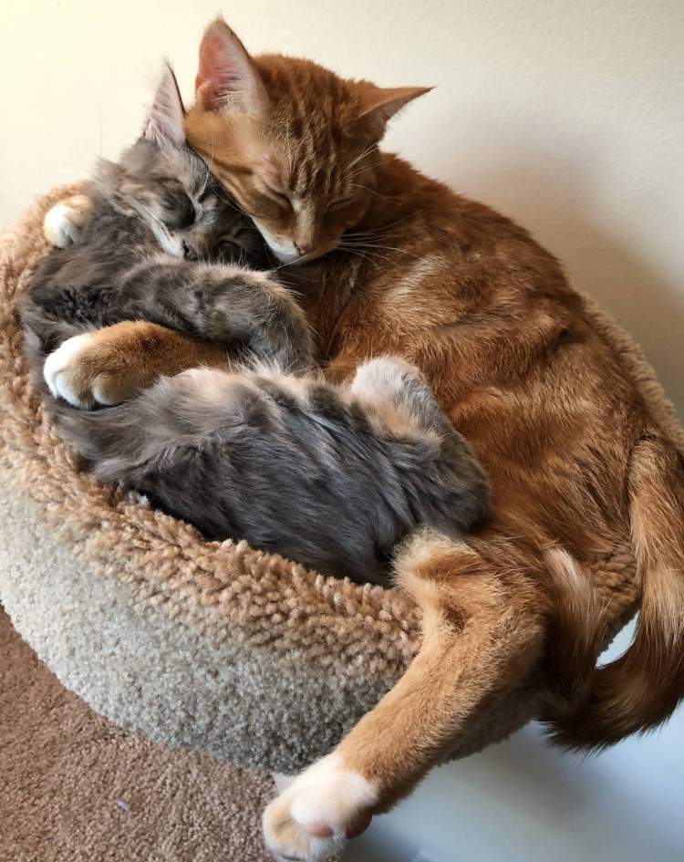 Котики обнимашки