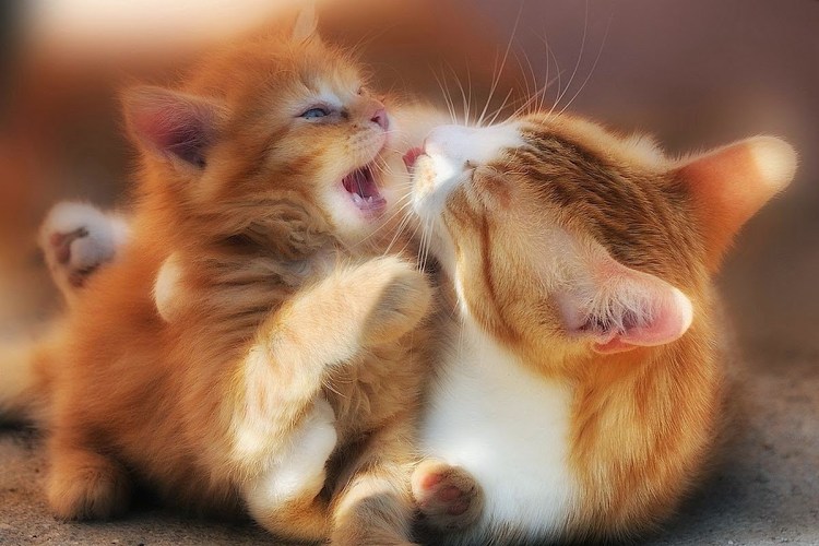 Нежные котики
