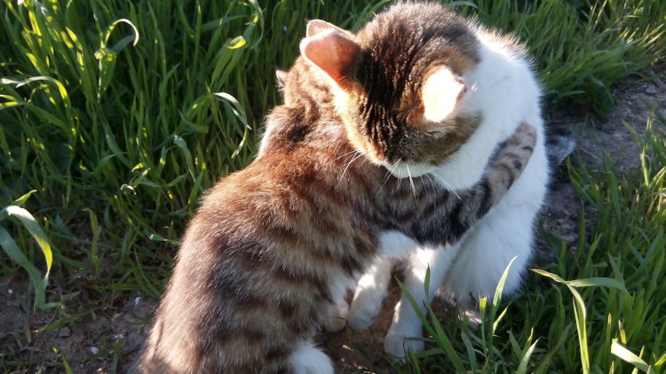 Кошки обнимашки