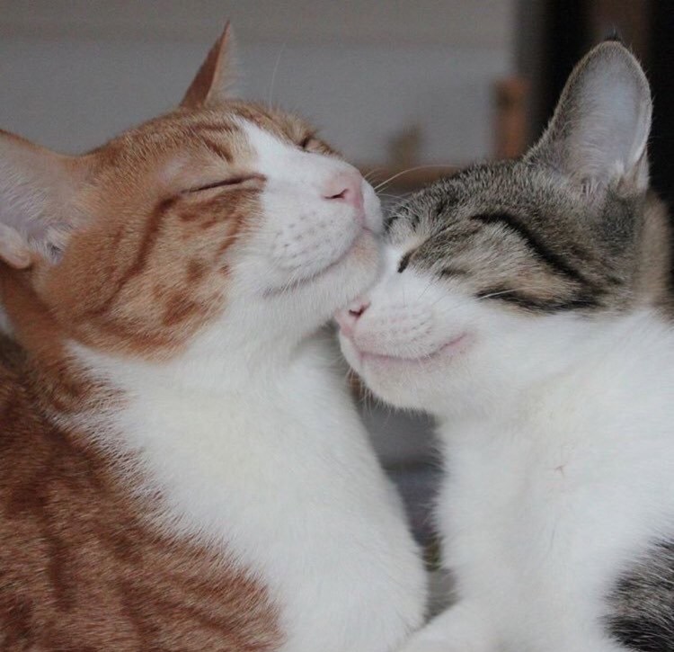 Кошки любовь