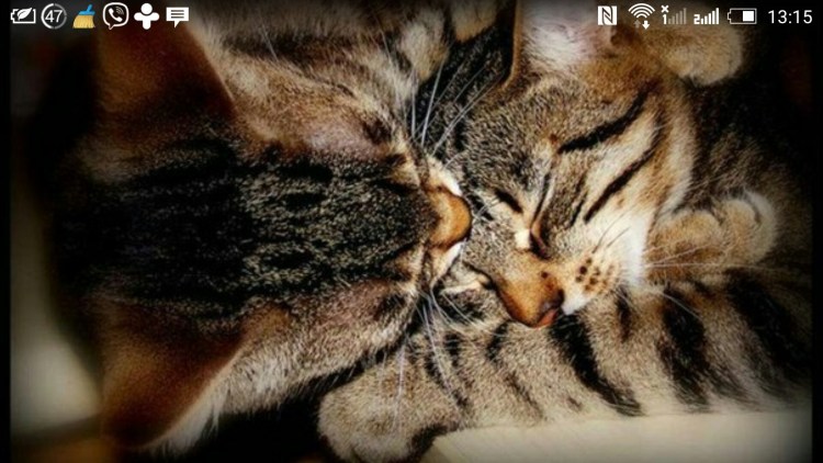 Котики обнимаются