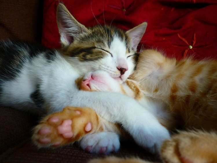 Кошки обнимаются